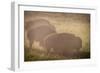 Bison Morning Mist Yellowstone-Steve Gadomski-Framed Photographic Print