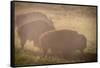 Bison Morning Mist Yellowstone-Steve Gadomski-Framed Stretched Canvas