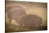 Bison Morning Mist Yellowstone-Steve Gadomski-Stretched Canvas