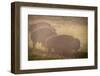 Bison Morning Mist Yellowstone-Steve Gadomski-Framed Photographic Print