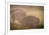 Bison Morning Mist Yellowstone-Steve Gadomski-Framed Photographic Print