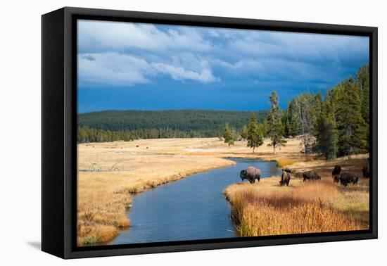 Bison Near Nez Perce Creek On A Stormy Day In Yellowstone National Park In Autumn-Ben Herndon-Framed Stretched Canvas