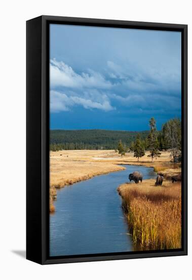 Bison Near Nez Perce Creek On A Stormy Day In Yellowstone National Park In Autumn-Ben Herndon-Framed Stretched Canvas