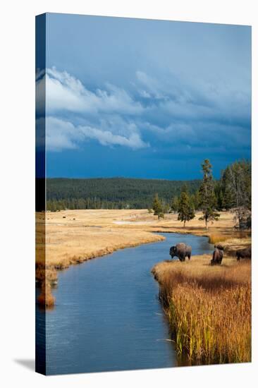 Bison Near Nez Perce Creek On A Stormy Day In Yellowstone National Park In Autumn-Ben Herndon-Stretched Canvas