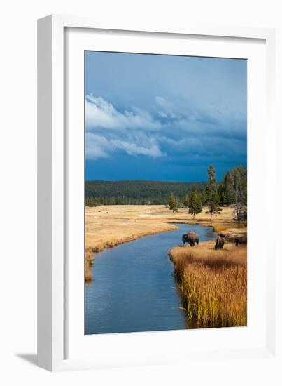 Bison Near Nez Perce Creek On A Stormy Day In Yellowstone National Park In Autumn-Ben Herndon-Framed Photographic Print