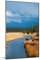 Bison Near Nez Perce Creek On A Stormy Day In Yellowstone National Park In Autumn-Ben Herndon-Mounted Photographic Print