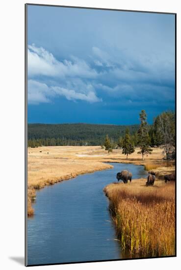 Bison Near Nez Perce Creek On A Stormy Day In Yellowstone National Park In Autumn-Ben Herndon-Mounted Photographic Print