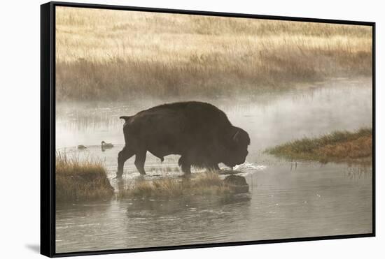 Bison on foggy morning along Madison River, Yellowstone National Park, Montana, Wyoming-Adam Jones-Framed Stretched Canvas