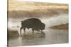 Bison on foggy morning along Madison River, Yellowstone National Park, Montana, Wyoming-Adam Jones-Stretched Canvas