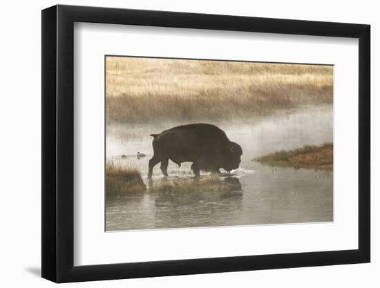 Bison on foggy morning along Madison River, Yellowstone National Park, Montana, Wyoming-Adam Jones-Framed Photographic Print