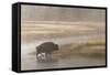 Bison on Foggy Morning Along Madison River, Yellowstone National Park, Wyoming-Adam Jones-Framed Stretched Canvas