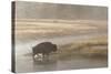 Bison on Foggy Morning Along Madison River, Yellowstone National Park, Wyoming-Adam Jones-Stretched Canvas