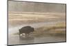 Bison on Foggy Morning Along Madison River, Yellowstone National Park, Wyoming-Adam Jones-Mounted Photographic Print