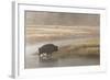 Bison on Foggy Morning Along Madison River, Yellowstone National Park, Wyoming-Adam Jones-Framed Photographic Print