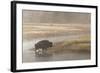 Bison on Foggy Morning Along Madison River, Yellowstone National Park, Wyoming-Adam Jones-Framed Photographic Print