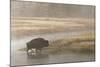 Bison on Foggy Morning Along Madison River, Yellowstone National Park, Wyoming-Adam Jones-Mounted Photographic Print