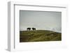 Bison on the National Bison Range, Montana-Steven Gnam-Framed Photographic Print