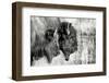 Bison Pair BW-Nathan Larson-Framed Photographic Print