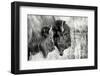 Bison Pair BW-Nathan Larson-Framed Photographic Print