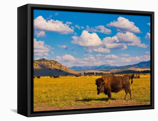 Bison Paradise in Yellowstone National Park, USA-lorcel-Framed Stretched Canvas