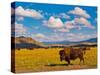 Bison Paradise in Yellowstone National Park, USA-lorcel-Stretched Canvas