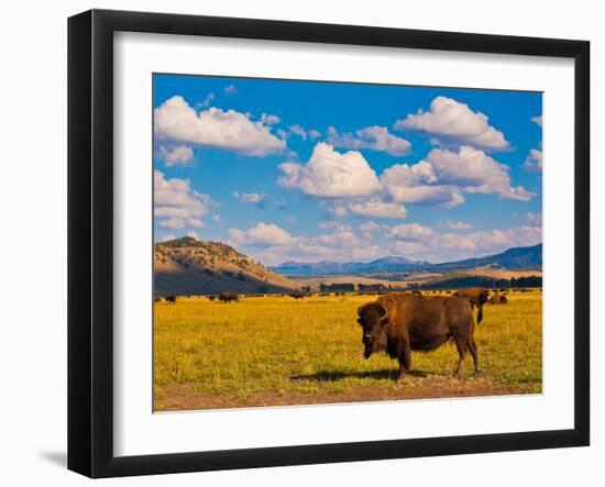 Bison Paradise in Yellowstone National Park, USA-lorcel-Framed Photographic Print