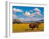 Bison Paradise in Yellowstone National Park, USA-lorcel-Framed Photographic Print