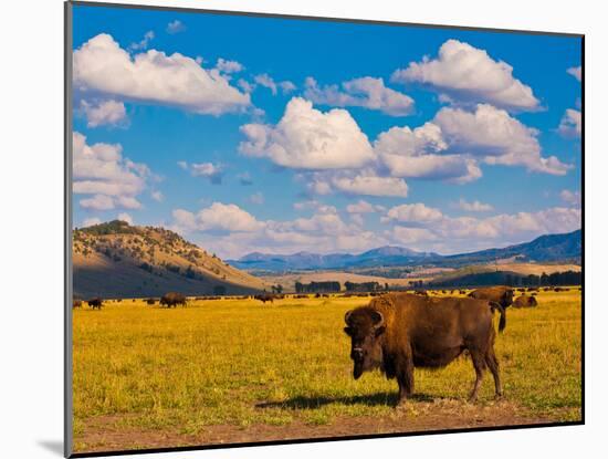 Bison Paradise in Yellowstone National Park, USA-lorcel-Mounted Photographic Print