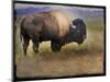 Bison Portrait II-Chris Vest-Mounted Art Print