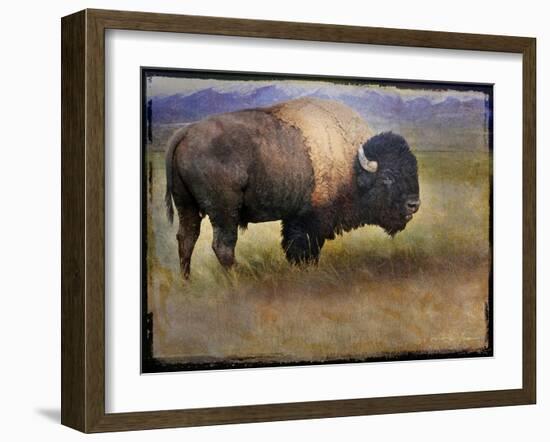 Bison Portrait II-Chris Vest-Framed Art Print