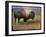 Bison Portrait II-Chris Vest-Framed Art Print