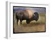 Bison Portrait II-Chris Vest-Framed Art Print