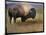 Bison Portrait II-Chris Vest-Mounted Art Print