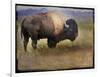 Bison Portrait II-Chris Vest-Framed Art Print