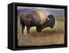 Bison Portrait II-Chris Vest-Framed Stretched Canvas