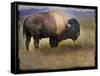 Bison Portrait II-Chris Vest-Framed Stretched Canvas