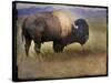 Bison Portrait II-Chris Vest-Stretched Canvas