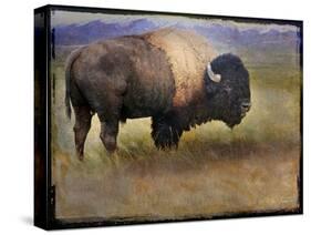 Bison Portrait II-Chris Vest-Stretched Canvas