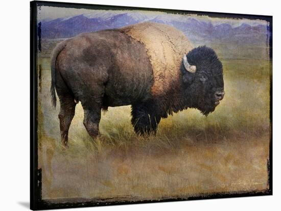 Bison Portrait II-Chris Vest-Stretched Canvas