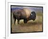 Bison Portrait II-Chris Vest-Framed Art Print