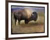 Bison Portrait II-Chris Vest-Framed Art Print