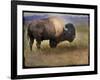 Bison Portrait II-Chris Vest-Framed Art Print