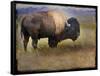 Bison Portrait II-Chris Vest-Framed Stretched Canvas