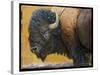 Bison Portrait III-Chris Vest-Stretched Canvas