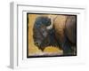 Bison Portrait III-Chris Vest-Framed Art Print