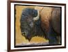 Bison Portrait III-Chris Vest-Framed Art Print