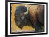 Bison Portrait III-Chris Vest-Framed Premium Giclee Print