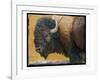 Bison Portrait III-Chris Vest-Framed Art Print