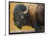 Bison Portrait III-Chris Vest-Stretched Canvas