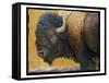 Bison Portrait III-Chris Vest-Framed Stretched Canvas